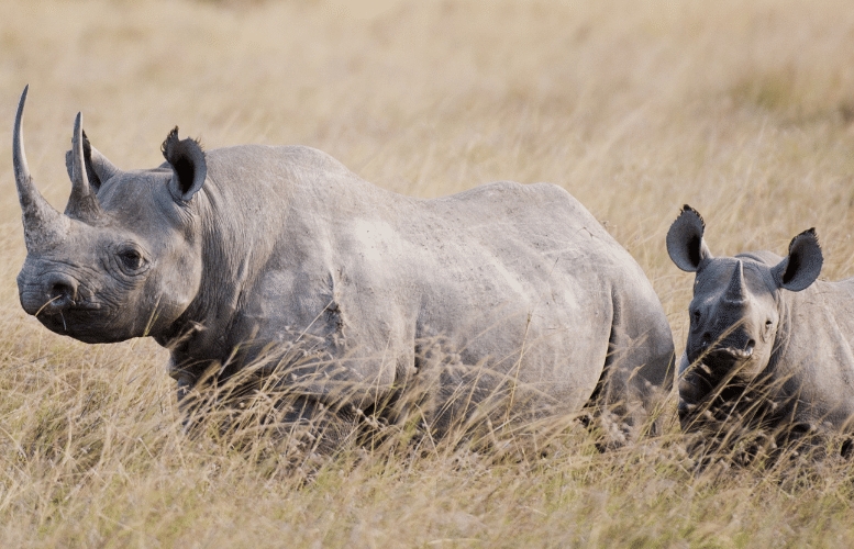 Hải quan Nam Phi triệt phá đường dây buôn lậu sừng tê giác